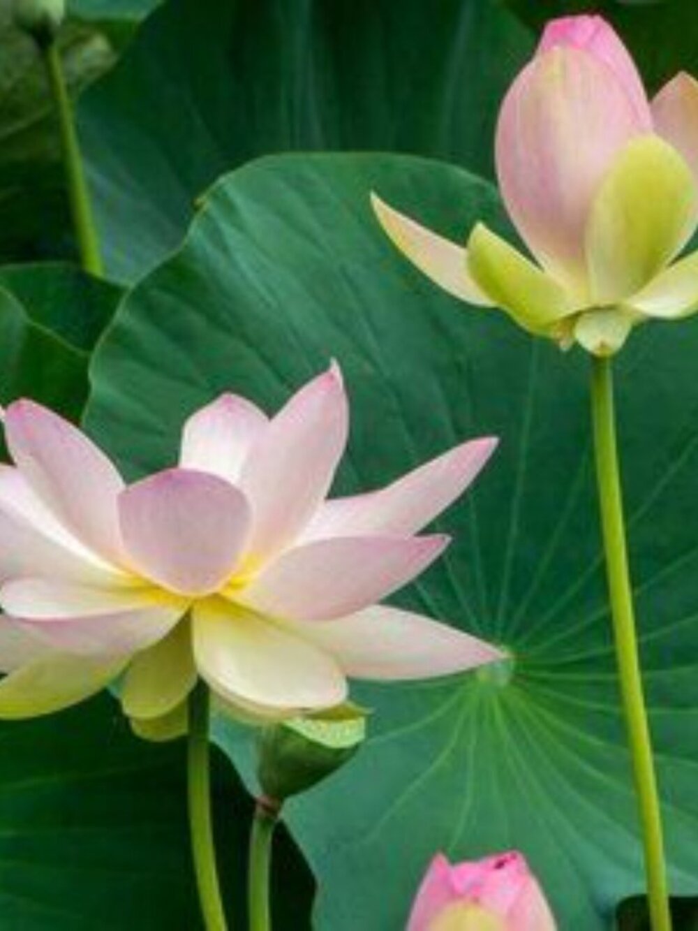 HOLLY YASHI Blooming Lotus Beaded Necklace - Picture 2 of 12